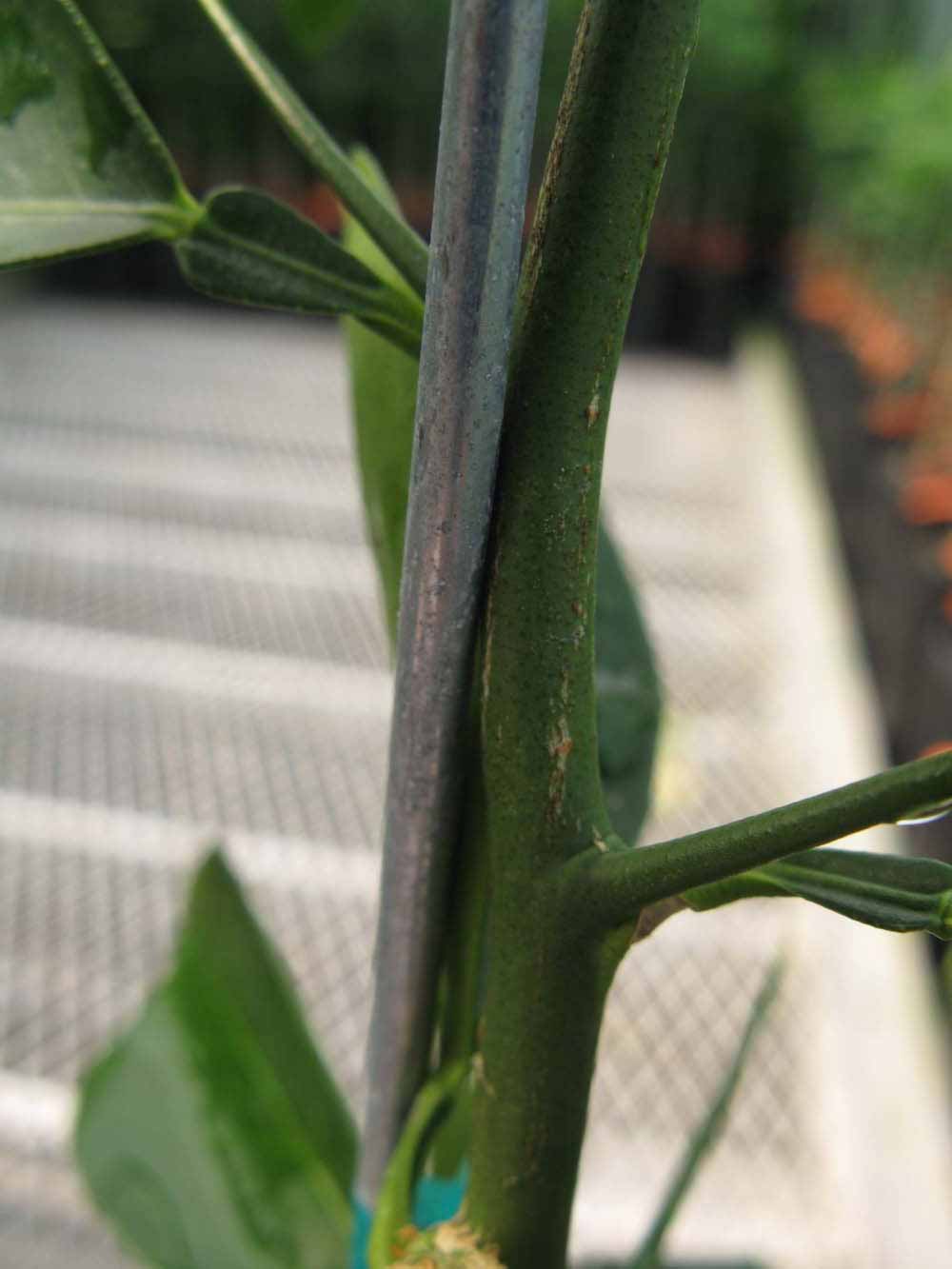              First year twig (Phillip Rucks Citrus Nursery, Frostproof,   FL)       